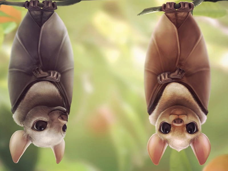 Bats, upside down, gray, brown, smiling, fruit bat, HD wallpaper