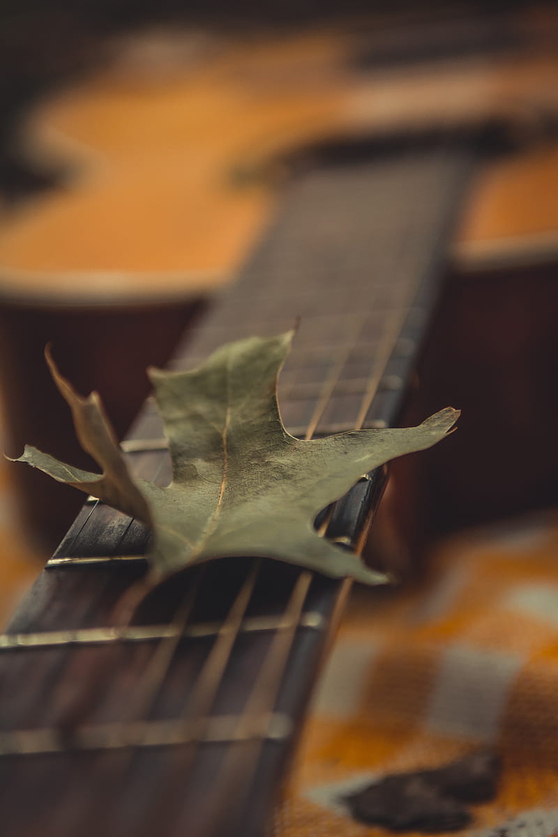 guitar, leaf, dry, green, macro, HD phone wallpaper