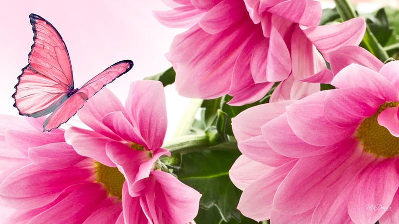 Pink Mums So Bright, fall, flowers, autumn, butterfly, bright, summer, papillon, flowers, pink, daisy, HD wallpaper