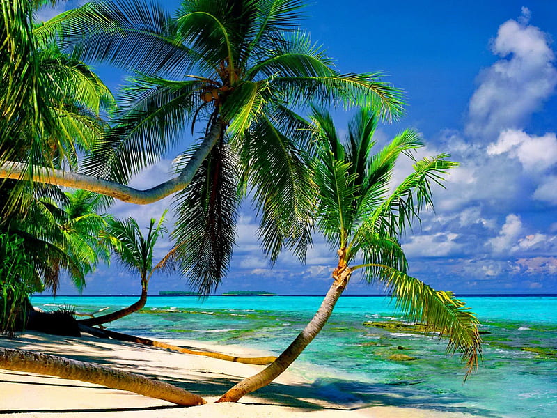 Beach paradise, shore, clouds, sea, palm trees, beach, green, tropics ...