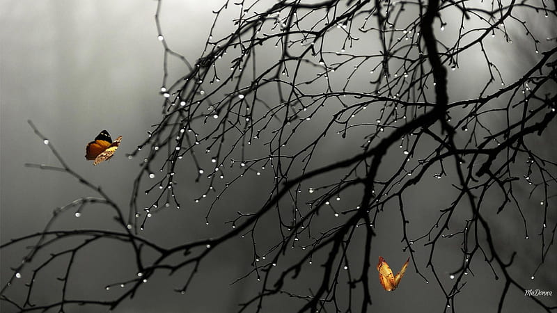 Rainy Day Butterflies, tree, black and white, shower, spring, butterflies, rain, fog, mist, HD wallpaper