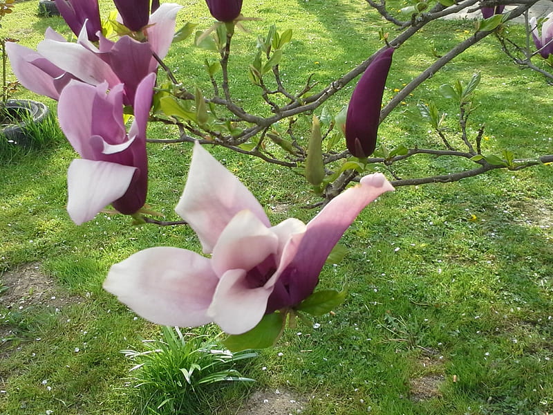 Magnolia, árbol, arbusto, flor, naturaleza, bonito, primavera, Fondo de  pantalla HD | Peakpx