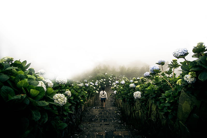 person in white jacket walking down inline of hydrangeas flower field, HD wallpaper
