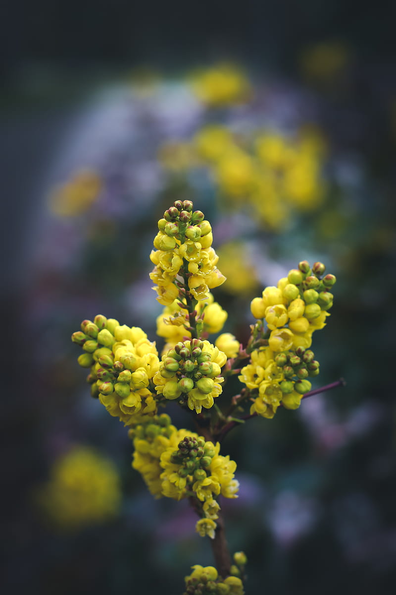 Selective Focus Of Yellow Flower, HD phone wallpaper