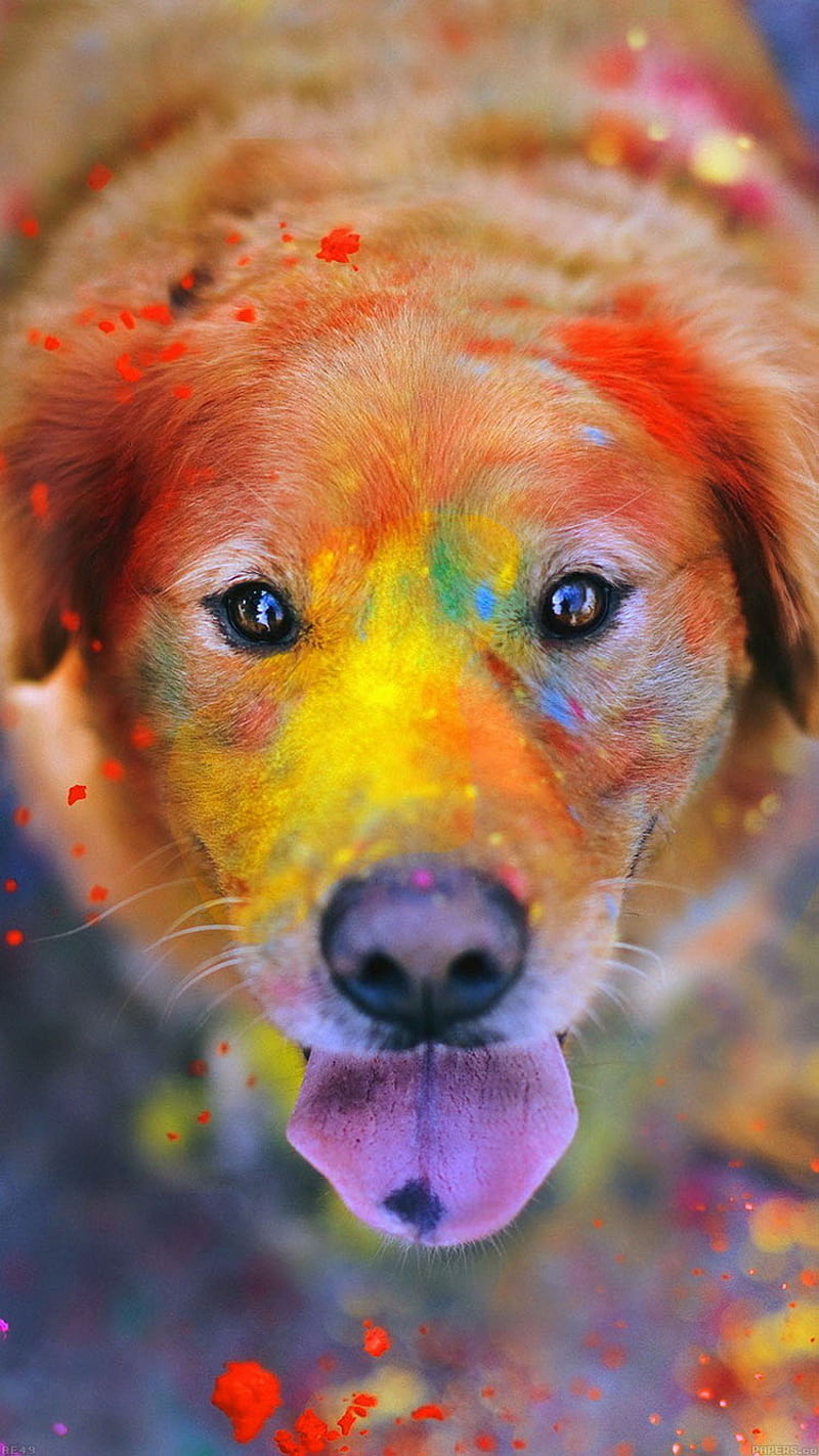 colourfu dog, color, friend, HD phone wallpaper