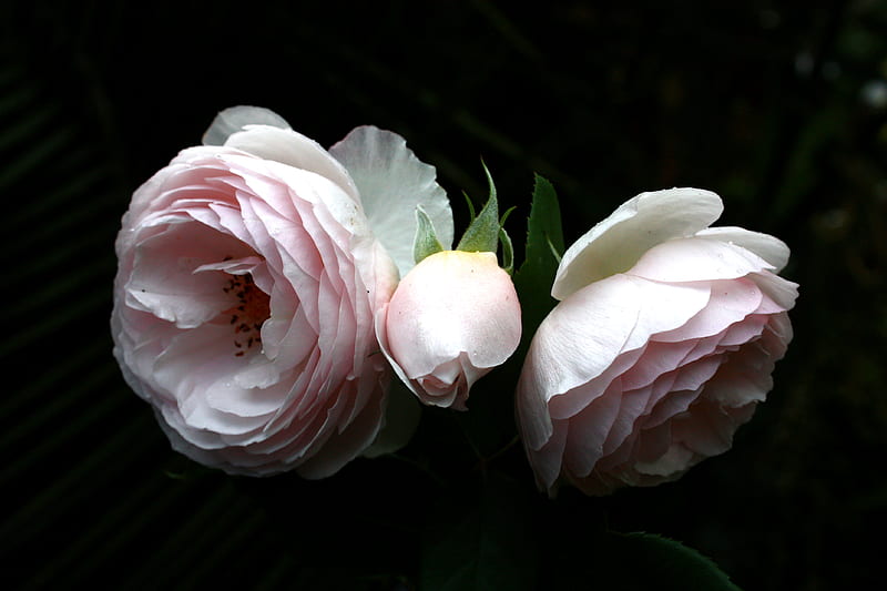 pink and white flower in macro shot, HD wallpaper