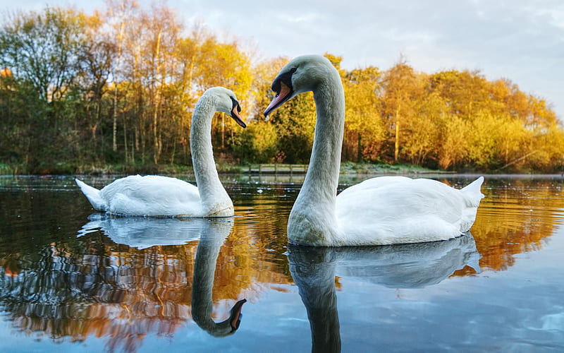 lake, white swans, beautiful birds, couple of swans, park, evening, sunset, HD wallpaper