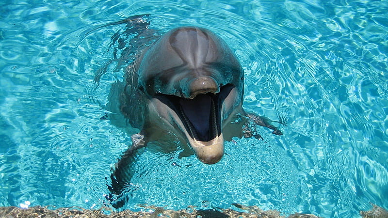 pool, dolphin, smiling dolphin, HD wallpaper