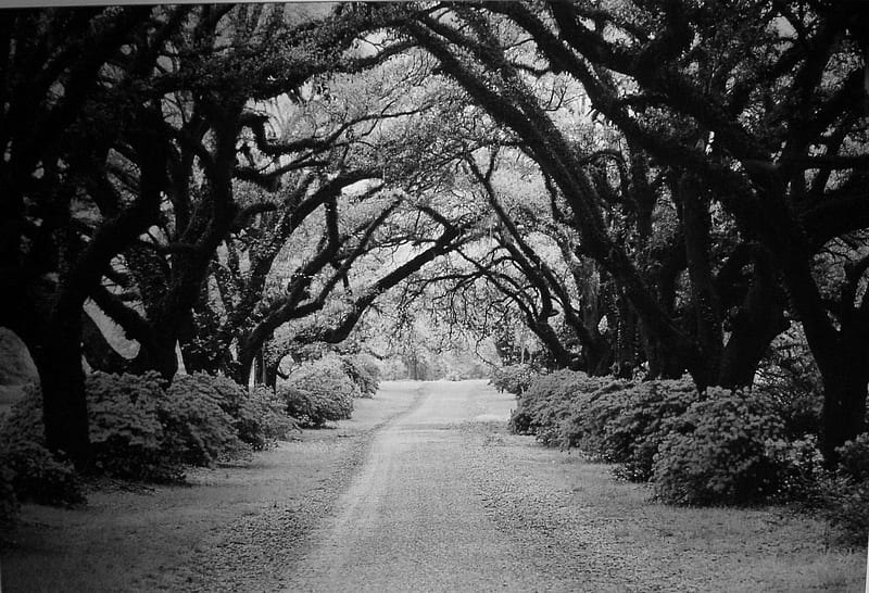 Tree Tunnel - Black & White, Trees, Outdoors, Tree Tunnel, Scenic Drive, Greyscale, Roads, HD wallpaper