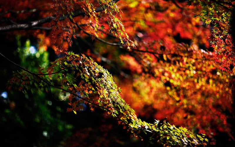 branches-Autumn landscape, HD wallpaper