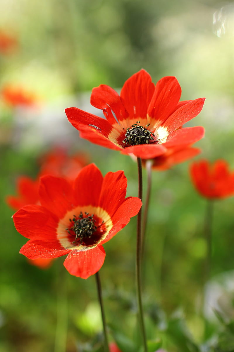 anemone, petals, flower, macro, red, HD phone wallpaper
