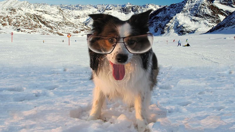 Funky Pooch, Pooch, Dog, snow, mountains, Funky, Ski, HD wallpaper