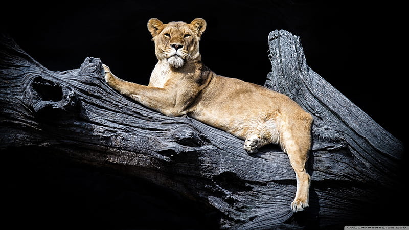 Lion Is Sitting On Wood With Black Background Lion, HD wallpaper