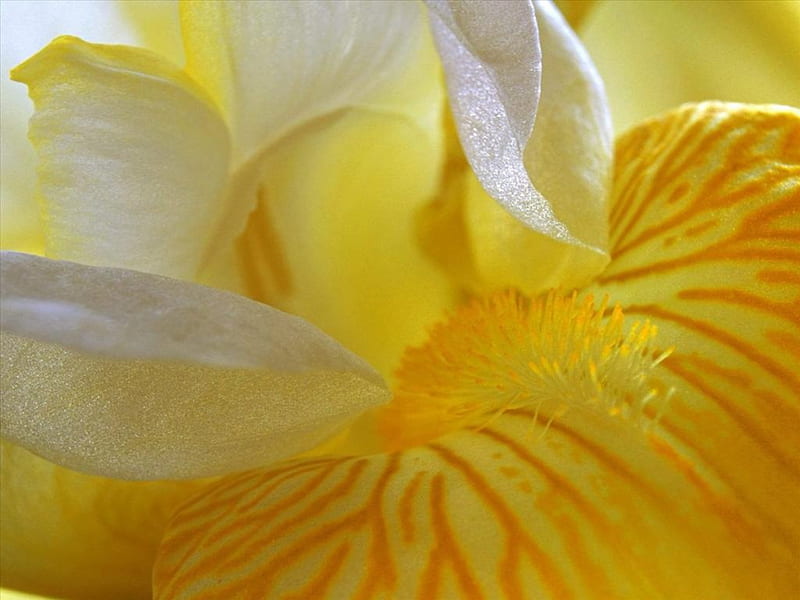 Iris, yellow, nature, Flower, HD wallpaper