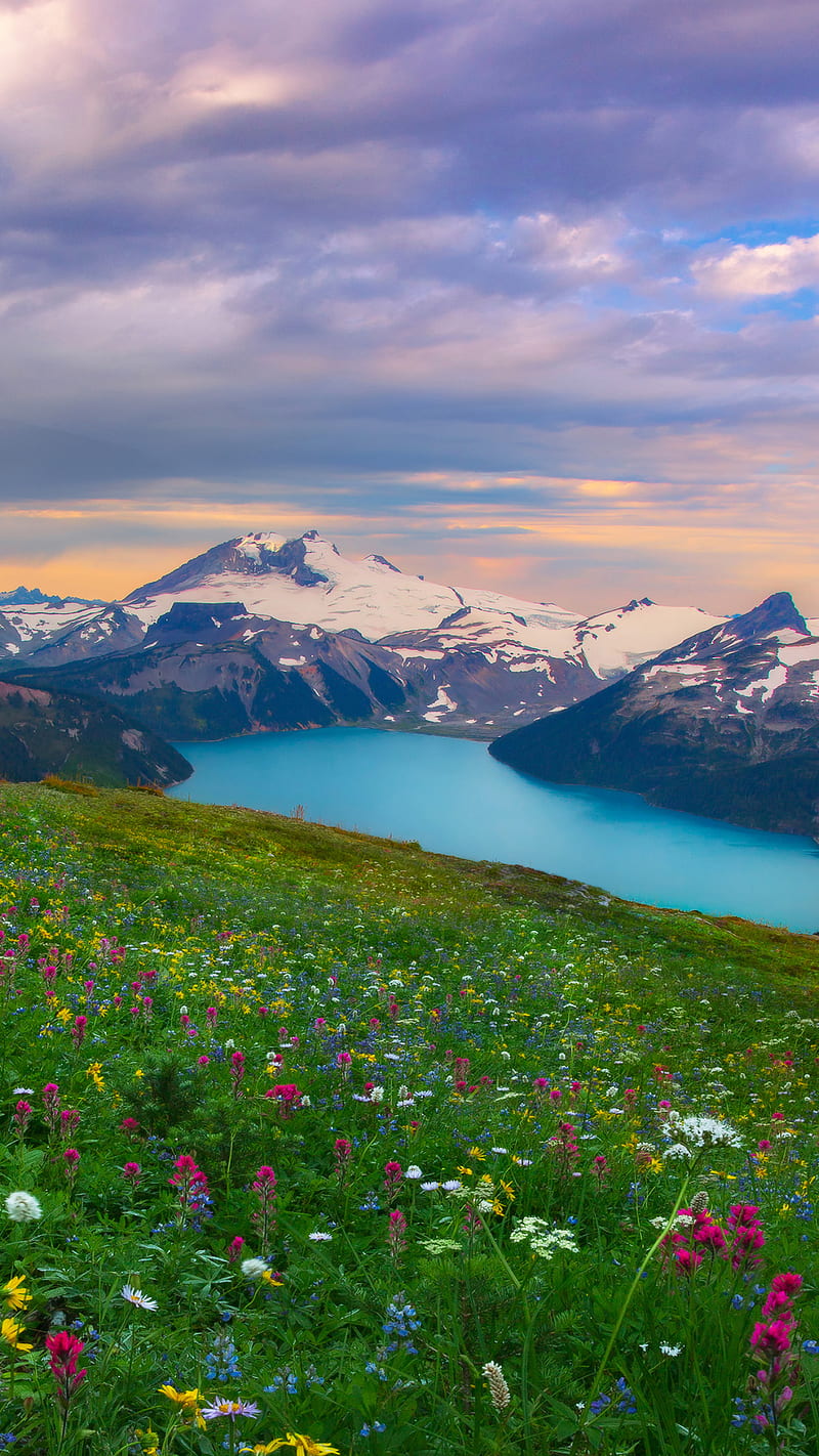 Nature flowers, grass lake, mountains, spring, HD phone wallpaper