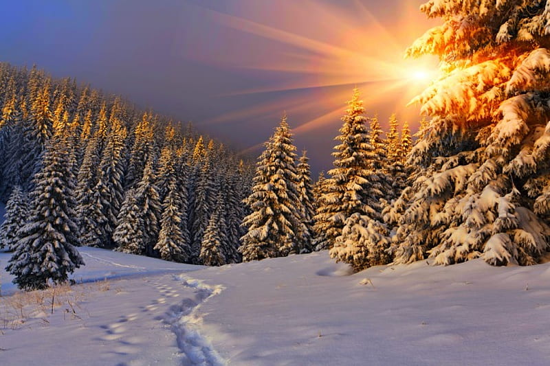 Winter Sun, sun, bonito, sunset, nice, splendor, path, road, forest ...