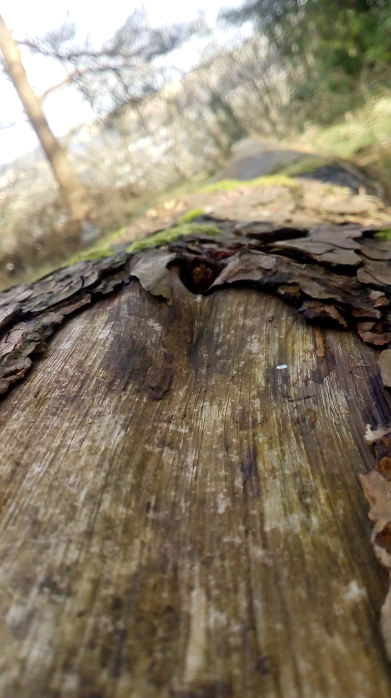 Fallen tree, bark, HD phone wallpaper | Peakpx