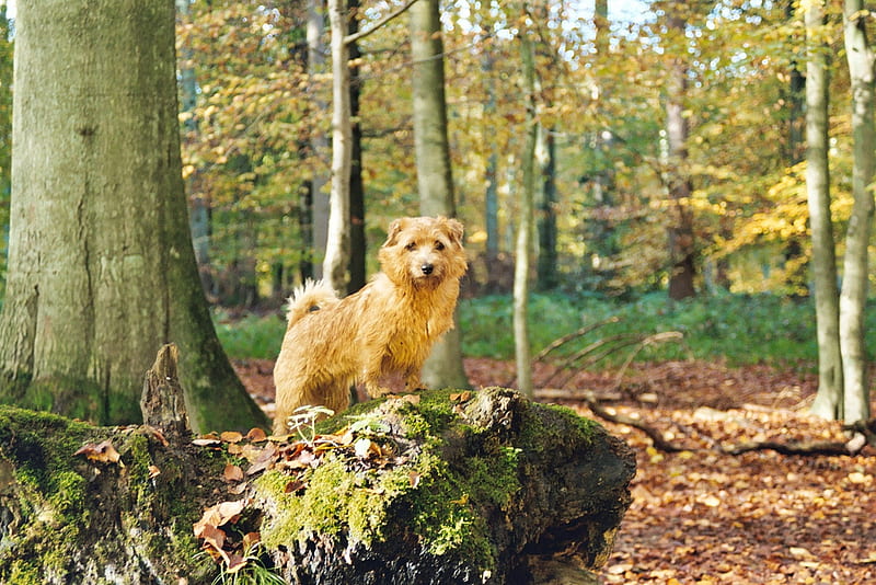 Hey This Is My Place!, cute, forest, little, sunlight, norfolk terrier, animals, dogs, HD wallpaper