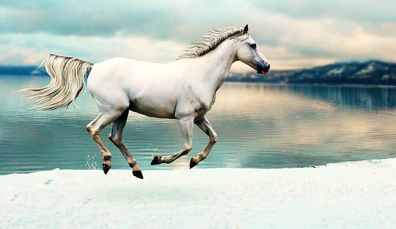 Horse, water, snow, white, animals, horses, HD wallpaper | Peakpx Horse, water, snow, white, animals, horses, HD wallpaper | Peakpx