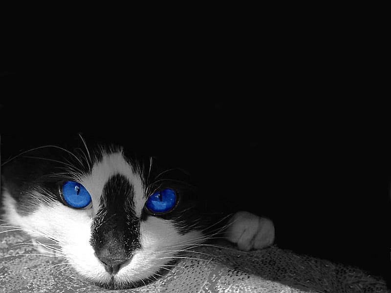 Tuxedo Blue, kittens, cats, animals, HD wallpaper