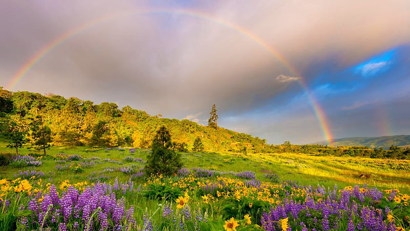 Spring Rainbow, hills, grass, springtime, bonito, rainbow, trees, sky, clouds, meadows, flowers, field, HD wallpaper