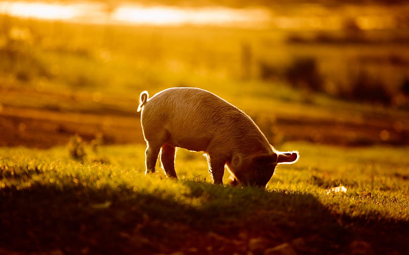 piglet, sunset, small pig, farm, pigs, funny animals, pets, piglets, HD wallpaper