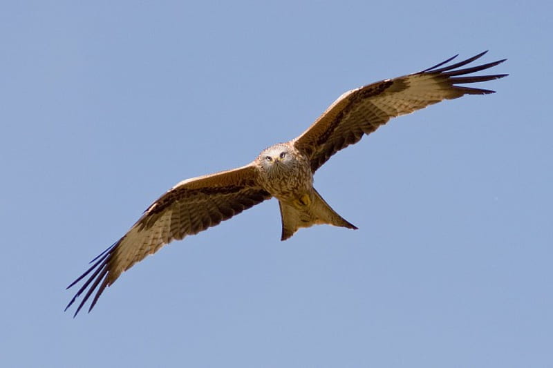Red Kite ~ Milvus milvus, bird of prey, talon, wing, in flight, red kite, flying, milvus milvus, beak, carrion, HD wallpaper