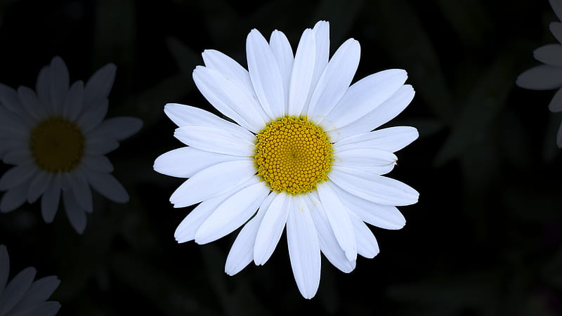 close view of daisy, HD wallpaper