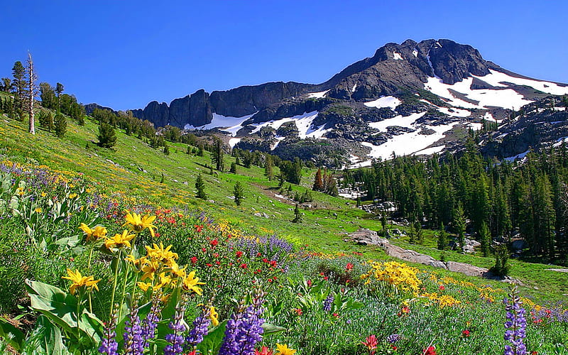 Mountain Wildflowers Pretty Colorful Grass Bonito Snowy Mountain