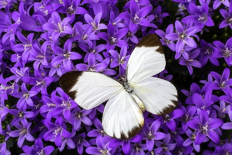 Butterfly on Campanula get Mee, lovely still life, colors, love four seasons, graphy, butterfly, purple, flowers, nature, butterfly designs, HD wallpaper
