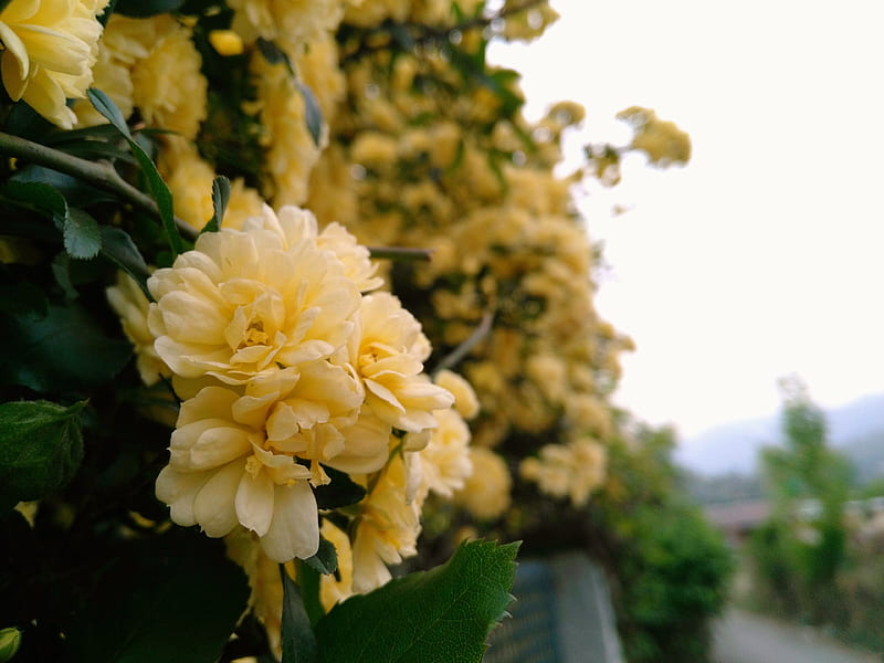 Yellow Rose, garden, nature, yellow flower, HD wallpaper | Peakpx