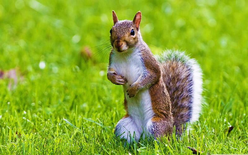 cute squirrel-Wildlife, HD wallpaper