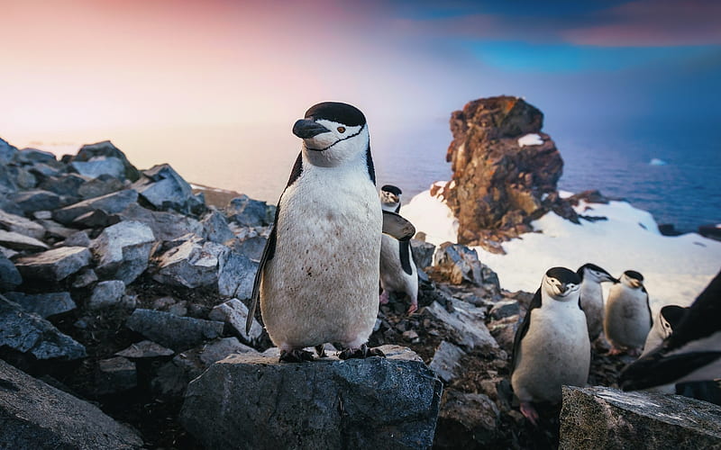 Chinstrap penguins, coast, wildlife, penguins, Pygoscelis antarcticus, HD wallpaper