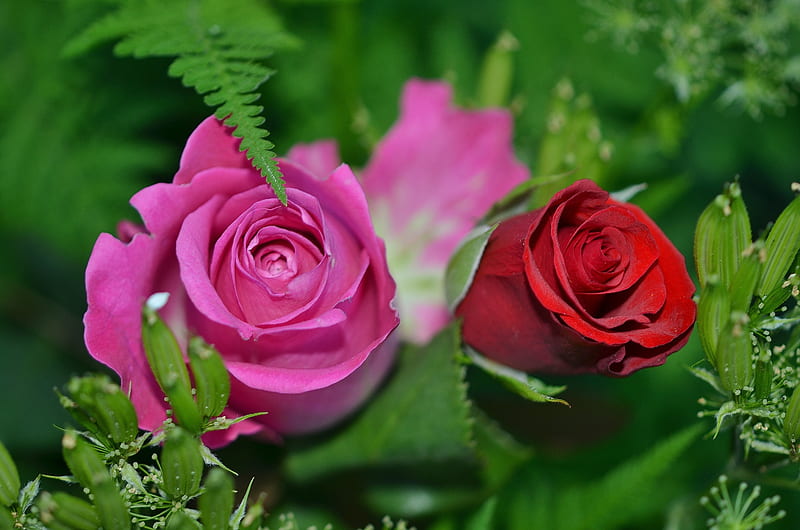 Lovely Rose, flower, HD wallpaper Peakpx