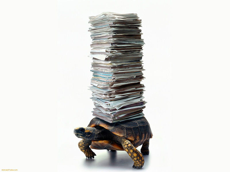 Better Late Than Never, shell, slow, turtle, paper, tortoise, stack, HD wallpaper