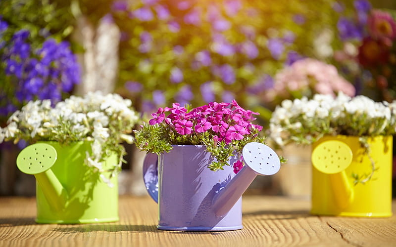 Spring, watering cans, decoration, yellow, still life, green, purple, flowers, wood, HD wallpaper