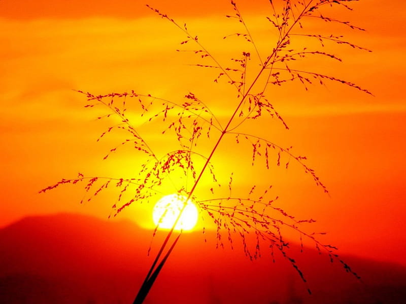 A Blade of Grass at Sunset, sunset, nature, blade, grass, HD wallpaper