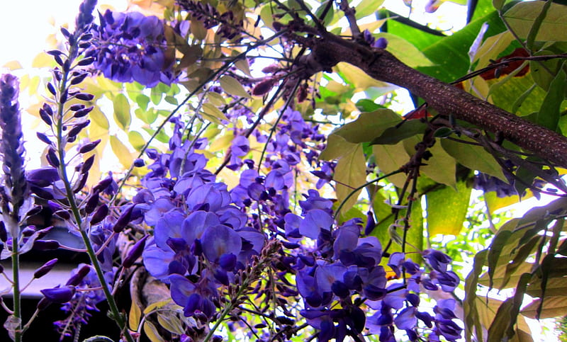 Beautiful Wisteria, flower, pretty, bonito, purple, HD wallpaper