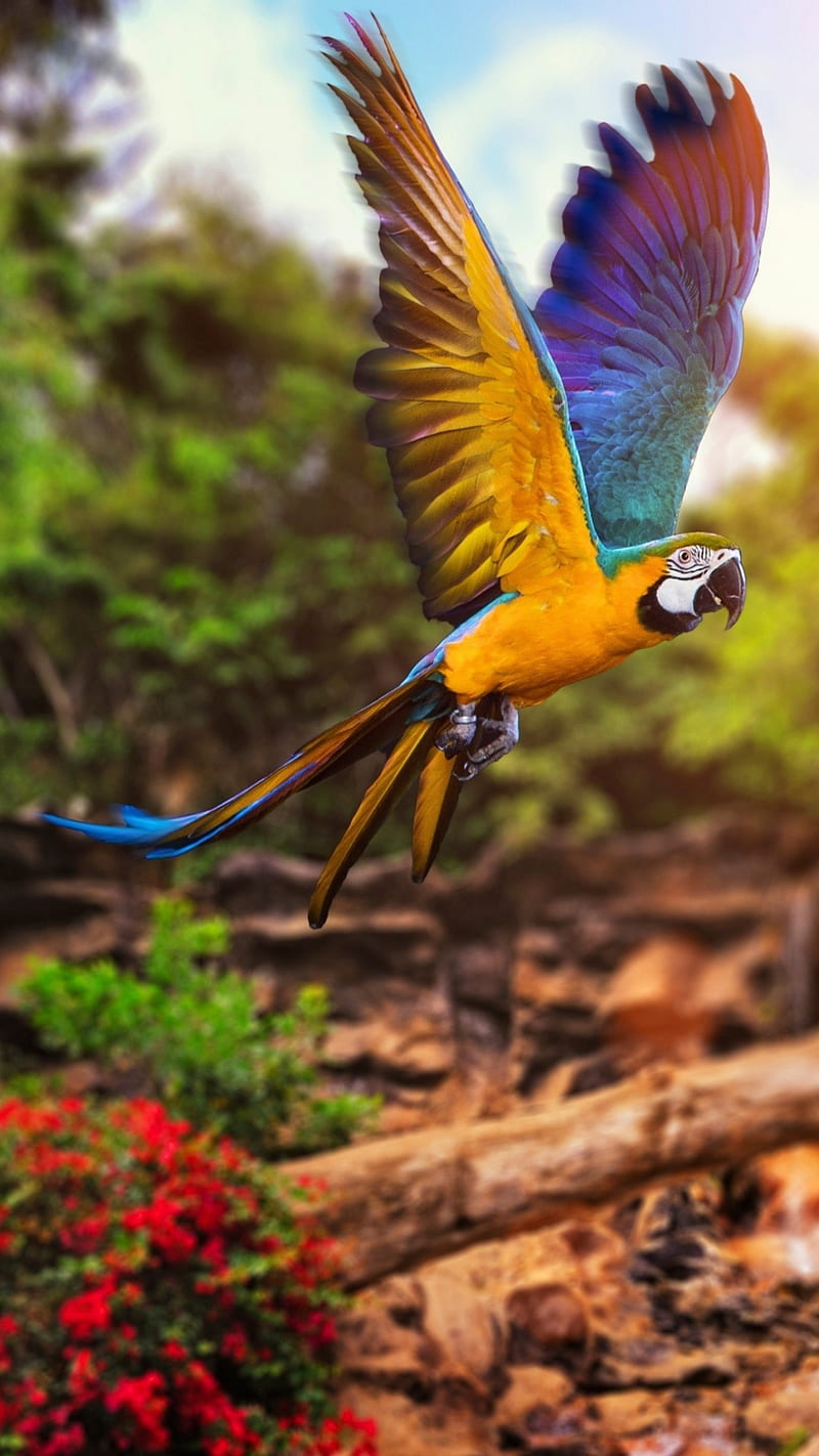 macaw, bird, brazil, HD phone wallpaper