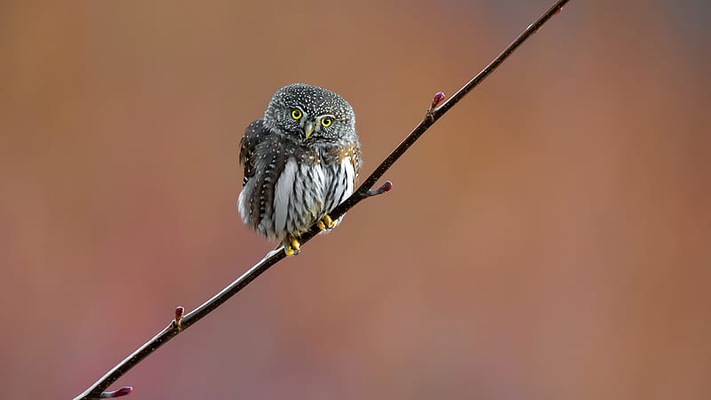 White Brown Ash Yellow Eyes Owl On Stalk In Blur Background, HD wallpaper