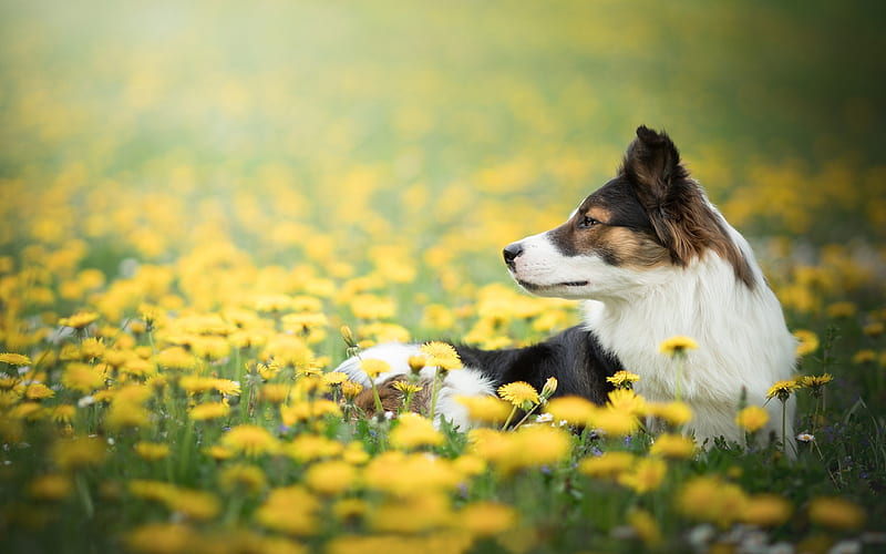 Border Collie, flower field, black and white dog, yellow wildflowers, dog in the grass, HD wallpaper