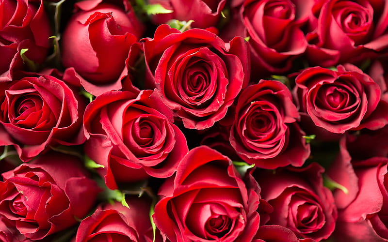 red roses roses, red flowers, bouquet, HD wallpaper