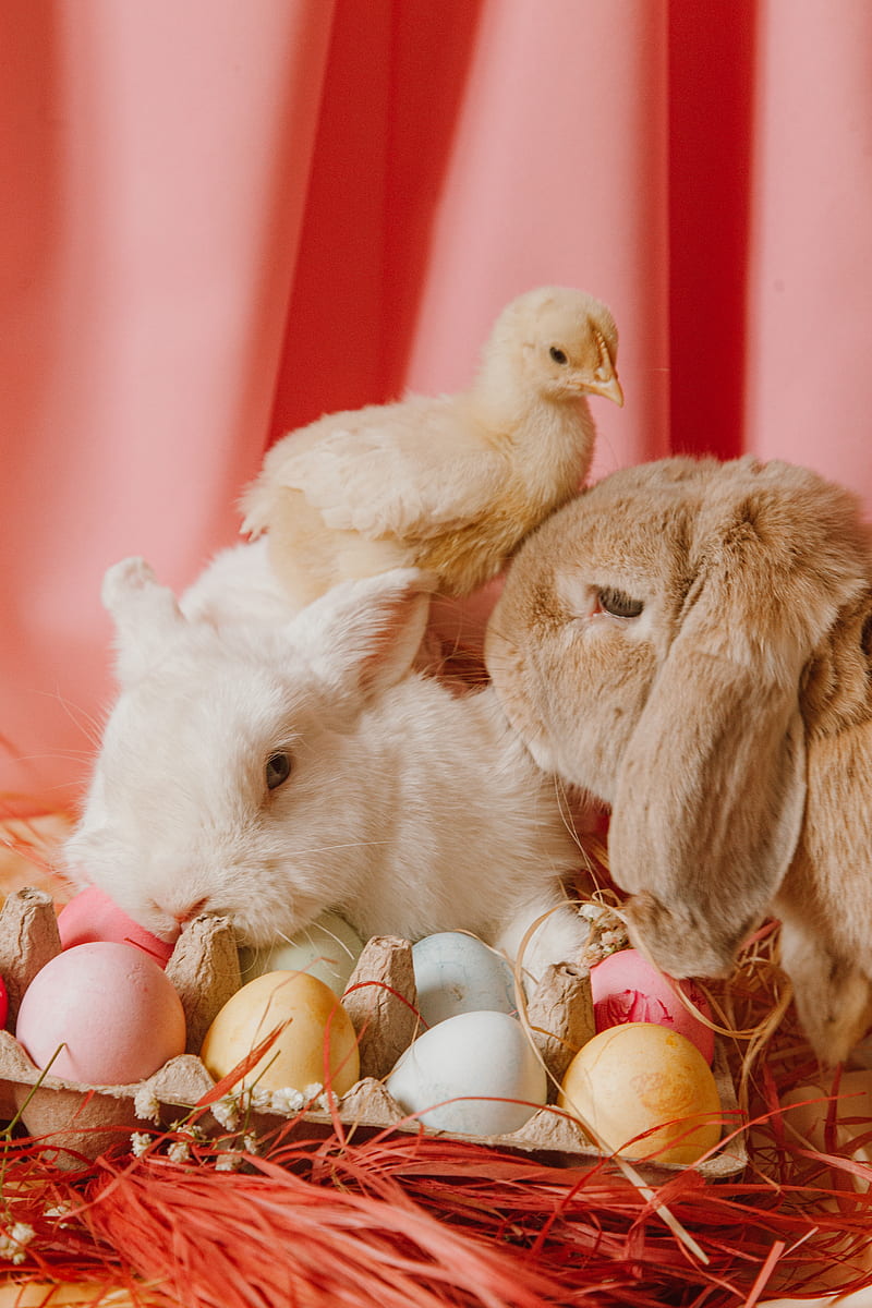 Easter Bunny And Eggs With Pink Background, HD phone wallpaper