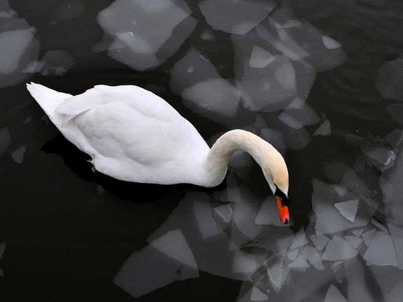The thaw, water, bird, ice, white, swan, HD wallpaper