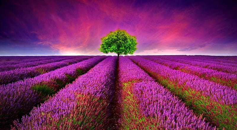Purple lavender, pretty, colorful, lavender, bonito, carpet, fragrance, nice, flowers, rows, lovely, scent, lonely, sky, tree, purple, summer, nature, meadow, field, HD wallpaper