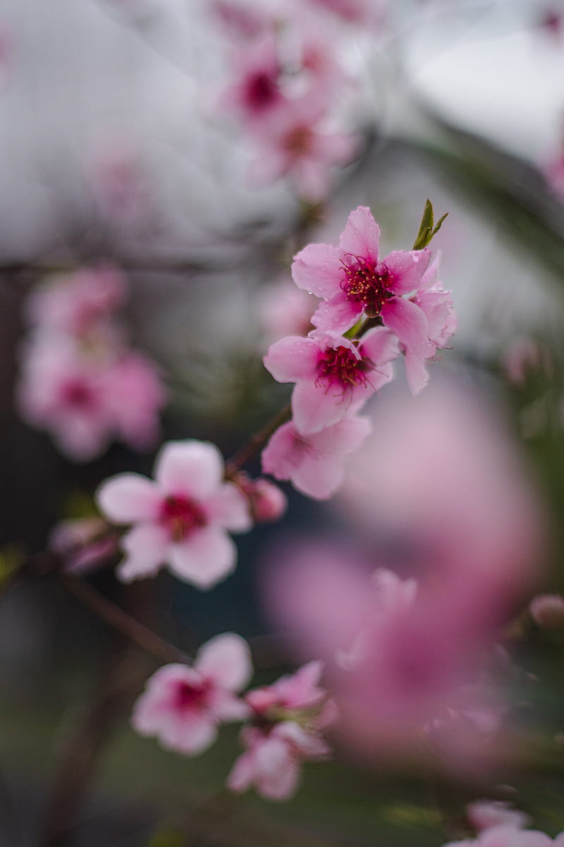 sakura, flowers, flowering, branch, macro, HD phone wallpaper