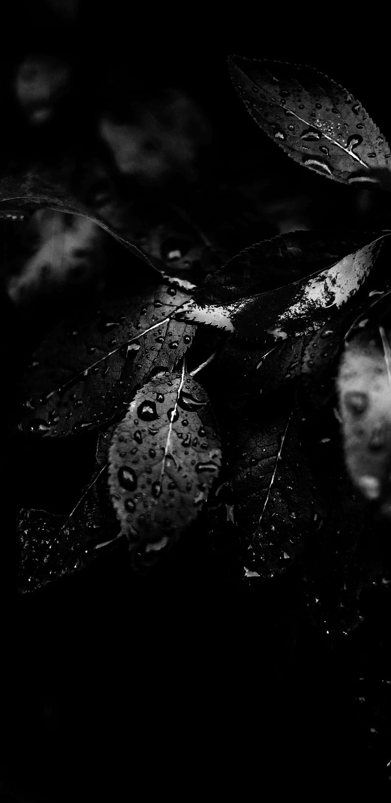 Leaves, black, dark, love, nature, screens, HD phone wallpaper | Peakpx