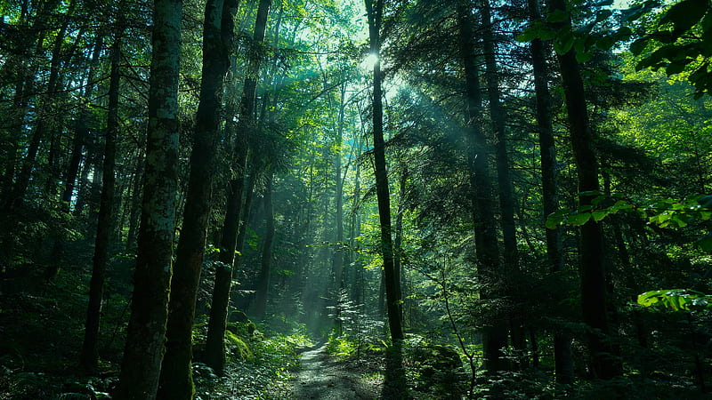Path Through Forest, forest, path, morning, sunrays, HD wallpaper