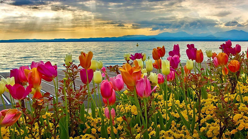 Flowers in the river bed, Lake, Flowers, Sky, Sun, HD wallpaper