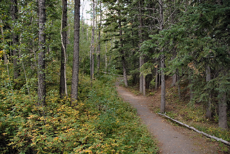 Forest Path Near Elbow Falls, Forest walk, near Elbow Falls, nature walk, Peaceful forest, HD wallpaper